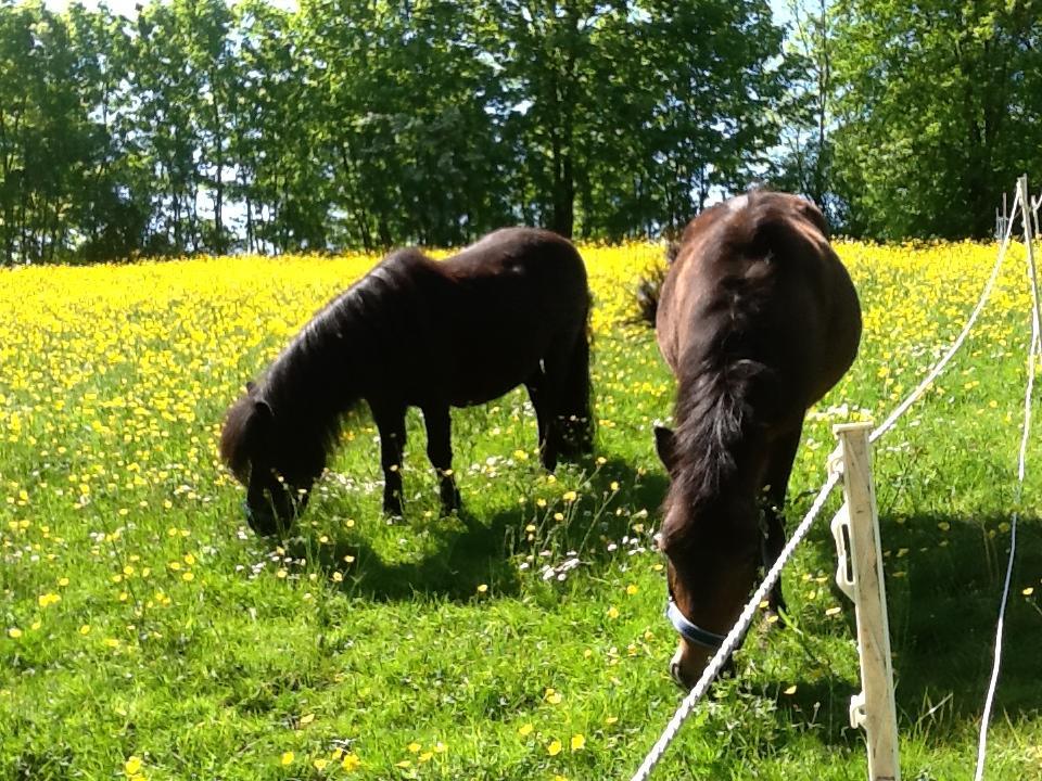 Ostsee Reetkate Langballig المظهر الخارجي الصورة