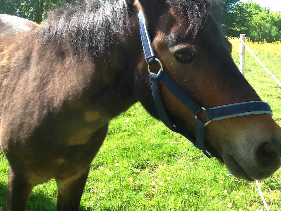 Ostsee Reetkate Langballig المظهر الخارجي الصورة